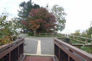 旭山記念公園紅葉情報2024年10月12日8アーチ橋から望む展望台一本桜