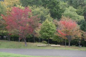 旭山記念公園紅葉情報2024年10月12日11新桜並木の数本