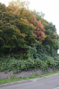 旭山記念公園紅葉情報2024年10月12日5第１駐車場入口のヤマモミジ