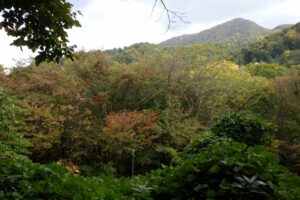 旭山記念公園紅葉情報2024年10月12日6山紅葉坂から藻岩山を望む