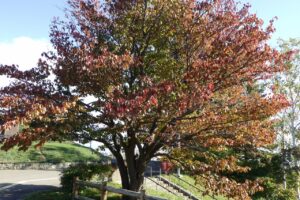 旭山記念公園紅葉情報2024年10月13日8展望台一本桜