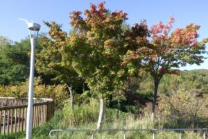 旭山記念公園紅葉情報2024年10月13日10種子が赤く色づくヤマモミジ