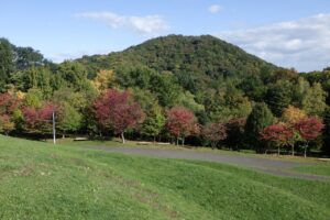 旭山記念公園紅葉情報2024年10月13日1新桜並木と円山1