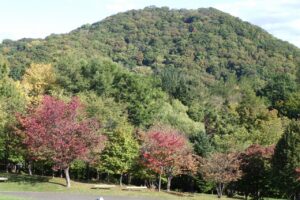 旭山記念公園紅葉情報2024年10月13日2新桜並木と円山中望遠