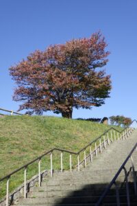 旭山記念公園紅葉情報2024年10月13日6展望台一本桜と展望台階段