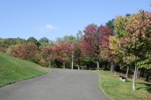 旭山記念公園紅葉情報2024年10月13日4「新桜並木」近くから