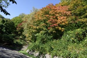 旭山記念公園紅葉情報2024年10月13日13第１駐車場入口のヤマモミジ