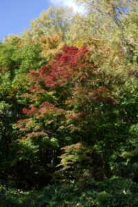 旭山記念公園紅葉情報2024年10月13日15旭山記念公園でいちばんきれいに色づくヤマモミジ中望遠