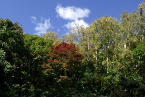 旭山記念公園紅葉情報2024年10月13日15旭山記念公園でいちばんきれいに色づくヤマモミジ