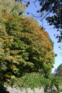 旭山記念公園紅葉情報2024年10月13日12第１駐車場入口のヤマモミジ