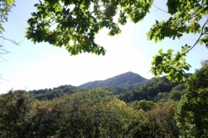 旭山記念公園紅葉情報2024年10月13日16山紅葉坂から藻岩山を望む