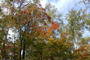 旭山記念公園紅葉情報2024年10月14日16記念樹の森