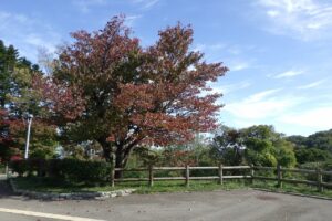旭山記念公園紅葉情報2024年10月14日3展望台一本桜西側から