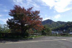旭山記念公園紅葉情報2024年10月14日4展望台一本桜と藻岩山