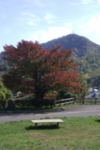 旭山記念公園紅葉情報2024年10月14日藻岩山を背景に