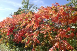 旭山記念公園紅葉情報2024年10月14日6展望台のヌルデ紅葉