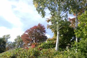旭山記念公園紅葉情報2024年10月14日2展望台一本桜階段の東側から