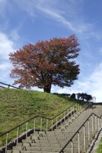 旭山記念公園紅葉情報2024年10月14日6展望台一本桜と展望台階段