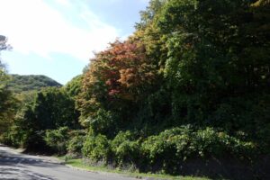 旭山記念公園紅葉情報2024年10月14日10第1駐車場入口のヤマモミジ駐車場内から