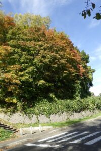 旭山記念公園紅葉情報2024年10月14日12第１駐車場入口のヤマモミジ道路側から