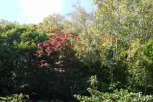 旭山記念公園紅葉情報2024年10月14日13旭山記念公園でいちばんきれいに色づくヤマモミジ
