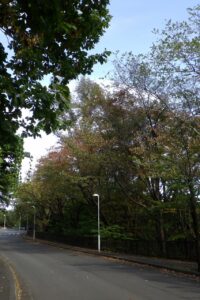 旭山記念公園紅葉情報2024年10月14日14旧桜並木