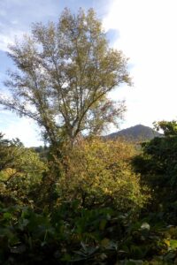 旭山記念公園紅葉情報2024年10月14日15旭山記念公園でいちばん高い木ドロノキ