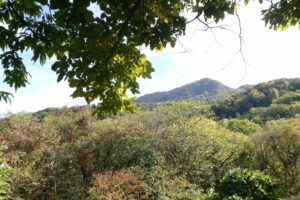 旭山記念公園紅葉情報2024年10月14日16山紅葉坂から藻岩山を望む