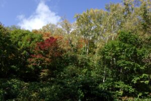 旭山記念公園紅葉情報2024年10月16日11旭山記念公園でいちばんきれいに色づくヤマモミジ