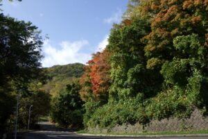 旭山記念公園紅葉情報2024年10月16日8第１駐車場入口のヤマモミジ