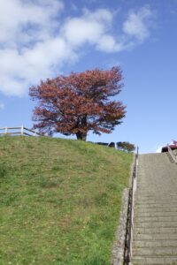 旭山記念公園紅葉情報2024年10月16日2展望台一本桜と展望台階段