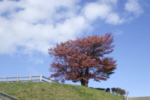 旭山記念公園紅葉情報2024年10月16日3展望台一本桜