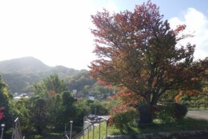 旭山記念公園紅葉情報2024年10月16日4展望台一本桜と藻岩山