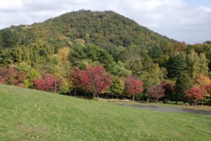 旭山記念公園紅葉情報2024年10月16日7新桜並木と円山