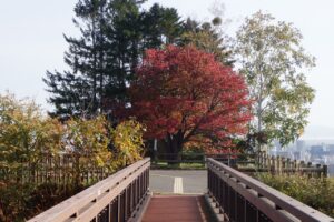 旭山記念公園紅葉情報2024年10月18日2展望台一本桜アーチ橋より
