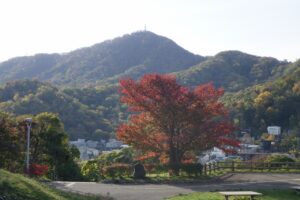 旭山記念公園紅葉情報2024年10月18日3展望台一本桜と藻岩山