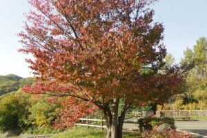 旭山記念公園紅葉情報2024年10月18日4展望台一本桜西側すぐから