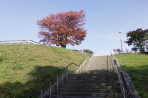 旭山記念公園紅葉情報2024年10月18日5展望台一本桜階段の下からいつもの風景