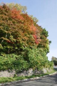 旭山記念公園紅葉情報2024年10月18日13第1駐車場入口のヤマモミジ道路側から