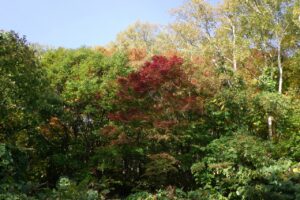 旭山記念公園紅葉情報2024年10月18日14旭山記念公園でいちばんきれいに色づくヤマモミジ