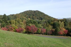 旭山記念公園紅葉情報2024年10月18日7新桜並木と円山