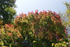 旭山記念公園紅葉情報2024年10月18日15旭山記念公園でいちばんきれいに色づくヤマモミジ近くで見上げ