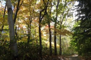 旭山記念公園紅葉情報2024年10月20日15ミュンヘンの森裏の道