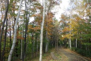 旭山記念公園紅葉情報2024年10月20日11記念樹の森