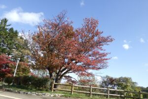 旭山記念公園紅葉情報2024年10月20日17展望台一本桜西側から