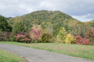 旭山記念公園紅葉情報2024年10月20日4新桜並木と円山近くから