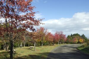 旭山記念公園紅葉情報2024年10月20日3新桜並木西側から