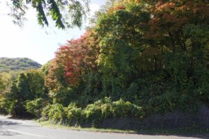 旭山記念公園紅葉情報2024年10月20日7第1駐車場入口のヤマモミジ