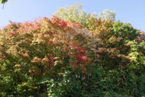 旭山記念公園紅葉情報2024年10月20日8第１駐車場入口のヤマモミジ