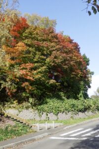 旭山記念公園紅葉情報2024年10月20日9第１駐車場入口のヤマモミジ道路側から